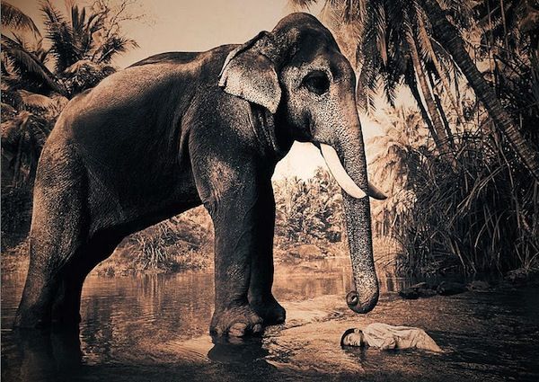gregory colbert ashes +and snow gregory colbert ashes +and snow
