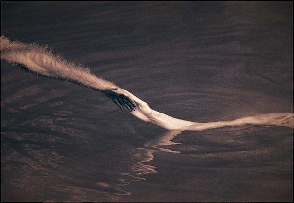 gregory colbert ashes +and snow gregory colbert ashes +and snow