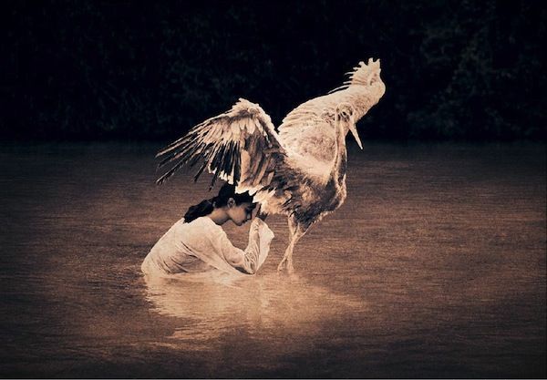 gregory colbert ashes +and snow gregory colbert ashes +and snow