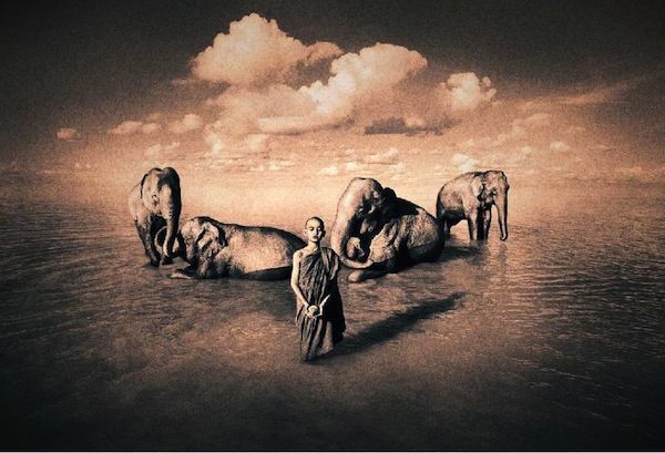 gregory colbert ashes +and snow gregory colbert ashes +and snow