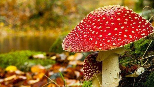 Как фотографировать осенние пейзажи