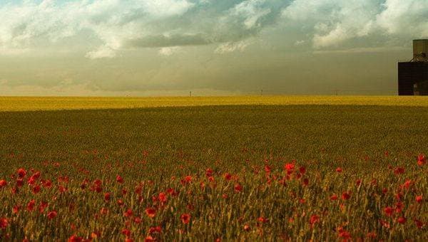 Минимализм в природе