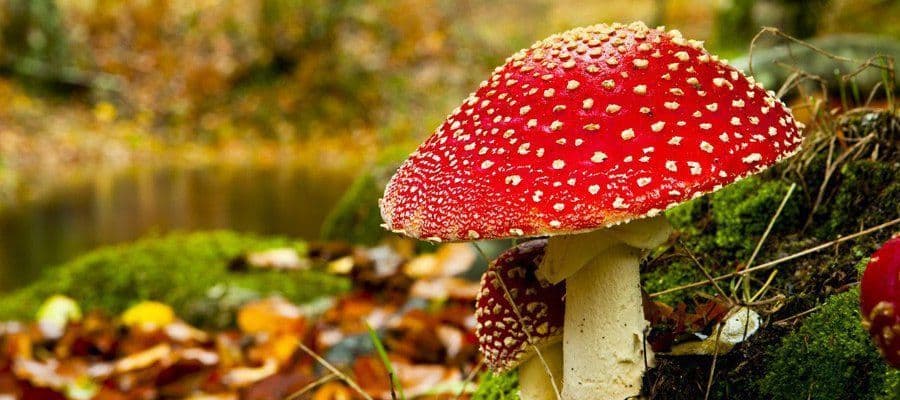 Как фотографировать осенние пейзажи