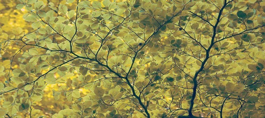 Абстрактные фотографии природы