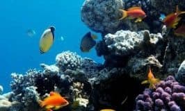 Основы подводной съемки