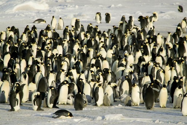 Джордж Штайнмец (George Steinmetz)