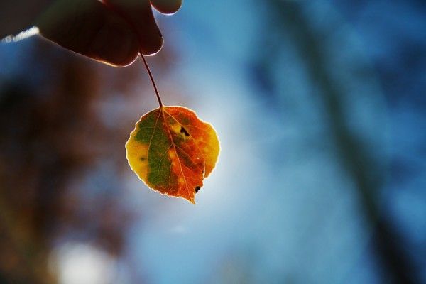 Как Снять Красивые Осенние Фото Как Снять Красивые Осенние Фото